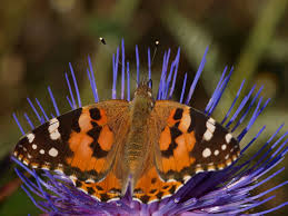 Image result for Papilionoidea