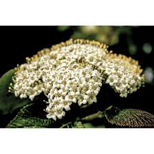 Attēlu rezultāti vaicājumam “Viburnum lantana  flower”