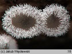 Attēlu rezultāti vaicājumam “Lachnella alboviolascens”