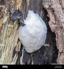 Attēlu rezultāti vaicājumam “Enteridium olivaceum spores”