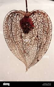 Image result for Lampionblume