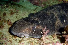 Image result for Cephaloscyllium laticeps