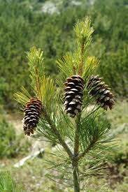 Attēlu rezultāti vaicājumam “Pinus peuce”