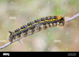 Attēlu rezultāti vaicājumam “Euthrix potatoria larva”