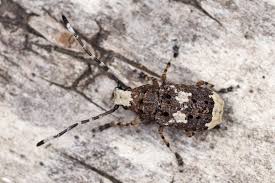 Attēlu rezultāti vaicājumam “Platystomos albinus”