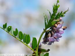 Attēlu rezultāti vaicājumam “Vicia sepium leaf”