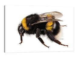 Attēlu rezultāti vaicājumam “Bombus terrestris”