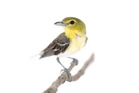 Image result for Vireo flavifrons
