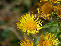 Attēlu rezultāti vaicājumam “Inula britannica”