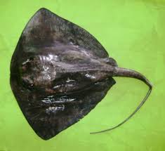 Image result for Pteroplatytrygon violacea