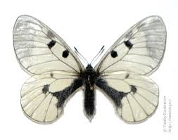 Attēlu rezultāti vaicājumam “Parnassius mnemosyne underside”