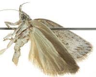 Attēlu rezultāti vaicājumam “Depressariidae”