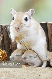Image result for Gerbil