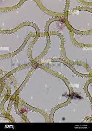 Attēlu rezultāti vaicājumam “Oligonema sp.”