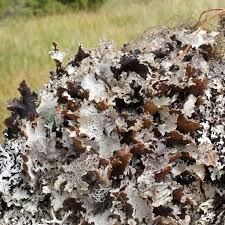 Attēlu rezultāti vaicājumam “Platismatia glauca”