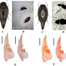 Attēlu rezultāti vaicājumam “Oxythyrea funesta imago”