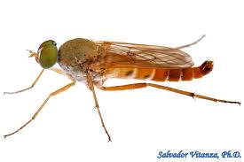 Attēlu rezultāti vaicājumam “Therevidae”