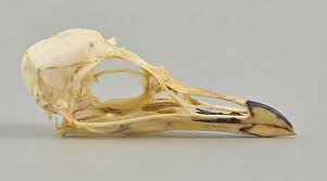 Image result for Synthliboramphus antiquus