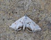 Attēlu rezultāti vaicājumam “Cataclysta lemnata”