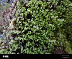 Attēlu rezultāti vaicājumam “Nardia scalaris”