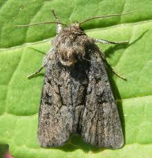 Attēlu rezultāti vaicājumam “Oligia sp.”