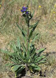 Attēlu rezultāti vaicājumam “Anchusa arvensis flower”