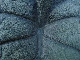 Attēlu rezultāti vaicājumam “Lophozia laxa macro”