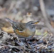 Image result for Turdus obscurus