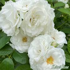 「アイスバーグ」の画像検索結果