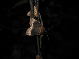 Attēlu rezultāti vaicājumam “Amphipyra perflua”