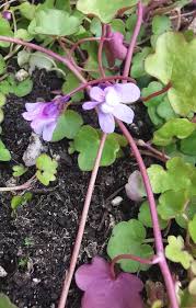 Attēlu rezultāti vaicājumam “Cymbalaria muralis leaf”