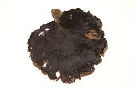 Attēlu rezultāti vaicājumam “Polyporus melanopus”