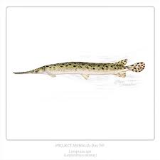 Image result for Lepisosteus osseus