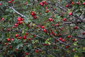 Attēlu rezultāti vaicājumam “Crataegus submollis”