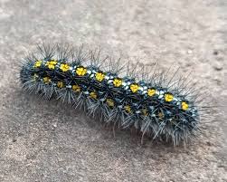 Attēlu rezultāti vaicājumam “Callimorpha dominula imago”