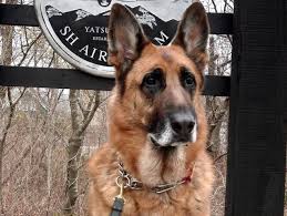 「アレックス・シェパード」の画像検索結果