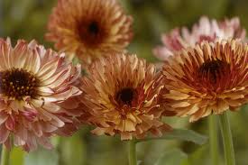 Attēlu rezultāti vaicājumam “Calendula officinalis flower”