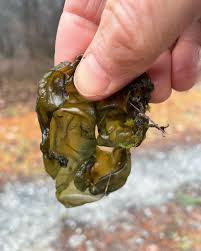 Attēlu rezultāti vaicājumam “Nostoc commune”