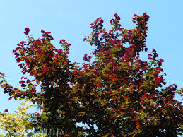Attēlu rezultāti vaicājumam “Corylus colurna”