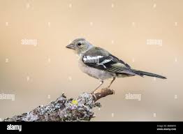 Attēlu rezultāti vaicājumam “Fringilla coelebs juvenile”