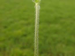 Attēlu rezultāti vaicājumam “Knautia arvensis leaf”