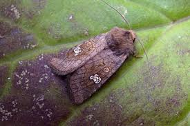 Attēlu rezultāti vaicājumam “Amphipoea”