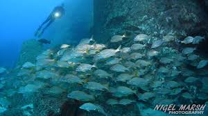 Image result for Canary Divers