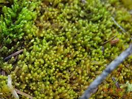 Attēlu rezultāti vaicājumam “Lophozia”