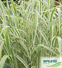 Attēlu rezultāti vaicājumam “Glyceria maxima leaf”