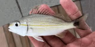 Image result for Haemulon aurolineatum