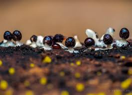 Attēlu rezultāti vaicājumam “Diachea subsessilis stalked”