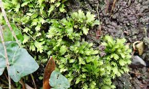 Attēlu rezultāti vaicājumam “Fissidens taxifolius”