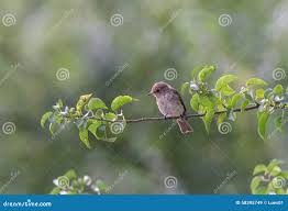 Attēlu rezultāti vaicājumam “Phylloscopus trochilus nest”