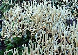 Attēlu rezultāti vaicājumam “Lentaria”